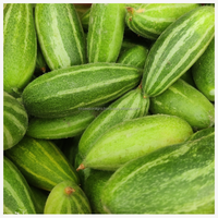 Verse groene puntige komkommer, premium kwaliteit groente uit Bangladesh. Verse puntige komkommer, hoogwaardige groene groente uit Bangladesh.