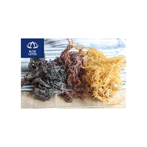 PRODUIT PHARE : Algues Marines Séchées Écologiques et Sûres, Idéales pour les Soins de la Peau et la Préparation de Desserts – Prix Direct - Product Image 1