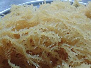 ยูเชุม่าคอตโทนี่ย์/ อาการ์อาการ์ที่ดีบนพืชใหม่สําหรับมนุษย์ในราคาที่เอื้อมถึง - Product Image 3