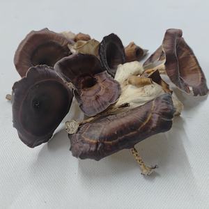 Plantes séchées botaniques, douces, délicates, naturelles, matière végétale sèche, champignons dorés, écologiques pour pot-pourri, aquariums, bricolage - Product Image 3