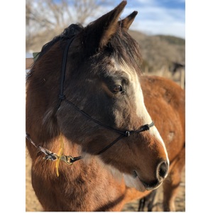 Cabestro de cuerda para caballo de gran venta con accesorios de ferretería, equipo de equitación australiano - Product Image 4