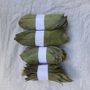 Dried Soursop Leaves Black <b>Tea</b> Organic Non-Sugar Grade a Vacuum Packaging Bulk Export Vietnam Soursop Leaves <b>Tea</b> - Product Image 4