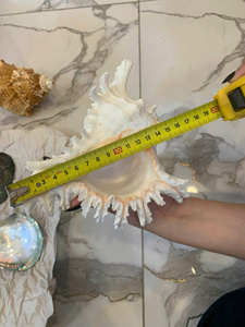 เปลือกหอยทะเลขนาดใหญ่ ของตกแต่งจากเปลือกหอยธรรมชาติ สำหรับตกแต่งบ้าน สวน ผลิตในเวียดนาม จำหน่ายส่ง - Product Image 5