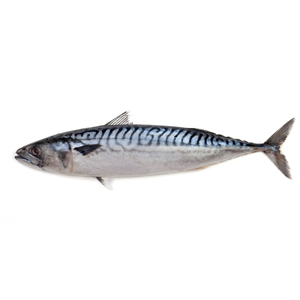 Maquereau de haute qualité, fruits de mer frais, saveur riche et texture ferme, idéal pour plusieurs styles de cuisson - Product Image 1