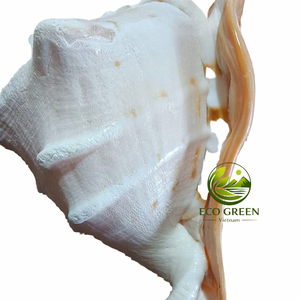Coquille de Kim Khoi sélectionnée à la main, coquillage naturel pour la décoration intérieure des complexes hôteliers, les présentoirs nautiques, les maisons de plage, vente en gros - Product Image 4