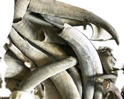 Semi Finished Cow <b>Horn</b> Manufacturing Company India - Product Image 2