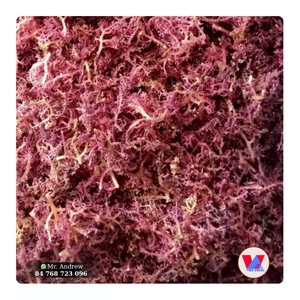 สาหร่ายทะเลแห้งสีน้ำตาลแดงคุณภาพสูง ยูเชียมา คอตตอนนี แบบยั่งยืน สำหรับทำเจลกัมมี่ วัตถุดิบดิบ - Product Image 1