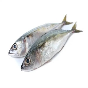 Especificaciones para Pescado Macarela Entero Congelado IQF de Grado de Exportación CREKS, Paquete al Vacío de 10 kg, Sostenible - Product Image 2
