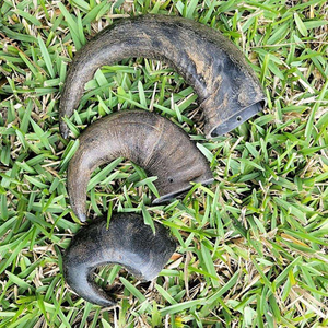 High Grade Pure Buffalo Horn Dog Chew Durable Healthy <b>Treat</b> Hard Texture Eco-Friendly - Product Image 1