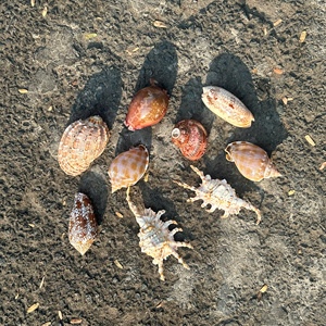 Leporicypraea Mappa Natural Tiger Cowrie Shells <b>Cleaned</b> Polished Seashell Decoration Vietnam Wholesale Factory Bulk Packaging - Product Image 3