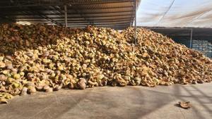 Floss Shape Raw Filling Material with Plastic Trips Bales Packaging <b>Coconut</b> <b>Husk</b> Fiber Viet Argo Natural Eco-Friendly Coir Fiber - Product Image 5