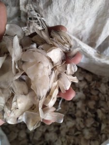 เกล็ดปลาแห้งแบบขายส่ง ทำความสะอาดแล้ว ตากแดดแห้ง จากเวียดนาม - Product Image 1