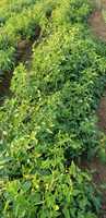Graines hybrides de tomates Moon Star REVO F1, pureté 99,9 %, origine Pakistan, germination 90 %, durée de conservation 2 ans, fruit ovale