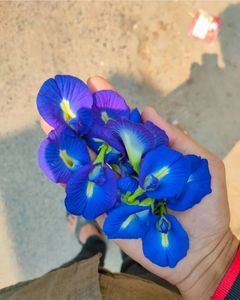 Flores de Guisante Mariposa Azul Natural, Pétalos Secos Sueltos, Té Herbal Adelgazante para Procesamiento de Bebidas, Suministro Directo a Granel de Vietnam - Product Image 3