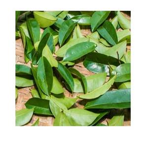 FEUILLE DE SOURSOP SÉCHÉE EN VRAC POUR L'EXPORTATION-QUALITÉ SUPÉRIEURE-APPROVISIONNEMENT DIRECT - Product Image 3