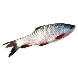 ปลาแซลมอนแช่แข็งคุณภาพดีที่สุด - Product Image 6