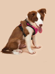 Ensemble de harnais personnalisé anti-traction pour chiots et chats, harnais de luxe réglable et abordable pour chiots et chats, fournitures pour animaux de compagnie avec logo OEM personnalisé - Product Image 2