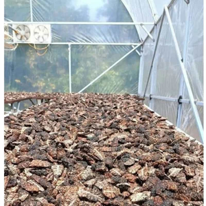 Vietnam Dried Noni Fruit Export Manufacturer Offering Competitive Prices and Consistent Product Quality - Product Image 6