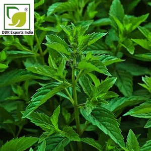 Fabricant d'huile essentielle de menthe verte en vrac pour les applications cosmétiques et parfumerie - Product Image 3