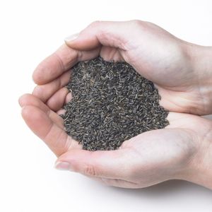 Rich Oil Bearing Natural <b>Seed</b> For Nutritional Formulations And Ingredient Preparation Using Selected Niger <b>Seed</b> - Product Image 1