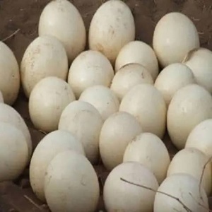Huevos Frescos de Avestruz y Polluelos para Incubar en Venta, Tipos de Huevos Conservados y Blancos Disponibles - Product Image 5
