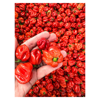 Exportklaar verse Habanero-peper met een hoog scherpteniveau voor industriële verwerking en voedingsmiddelen met toegevoegde waarde