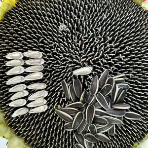 Graines <span class=keywords><strong>de</strong></span> <span class=keywords><strong>tournesol</strong></span> géantes en gros pour semis, faciles à cultiver, pour l'agriculture et l'aménagement paysager - Product Image 4