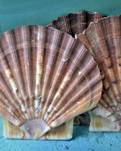 เปลือกหอยเชลล์คัดสรรพิเศษ / แหล่งจากทะเลที่เป็นมิตรต่อสิ่งแวดล้อม / เหมาะสำหรับการจัดเสิร์ฟอาหารหรือตกแต่ง - Product Image 4