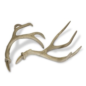 Extrait de bois de cerf roux entier en capsules, naturel, biologique, qualité supérieure, bois de cerf soluble dans l'eau - Product Image 2