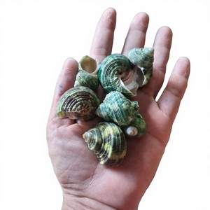MÁS VENDIDO: Conchas Naticidae 100% Naturales y Ecológicas de Vietnam por Viet Delta, para botones y collares de conchas marinas - Product Image 1