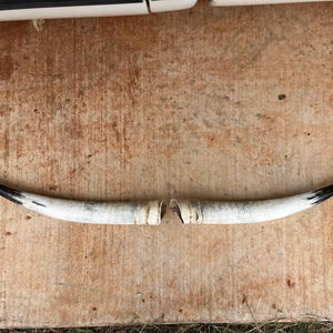 Décoration murale en corne de bison polie, design Art Déco, grande taille de 35 à 40 pouces, pour mariage, anniversaire - Product Image 1