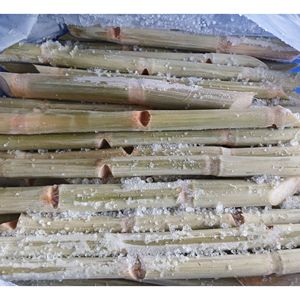 Caña de Azúcar Congelada IQF Lista para Preparación de Bebidas, Fabricación de Alimentos y Suministro al por Mayor con Calidad Fresca Premium - Product Image 1