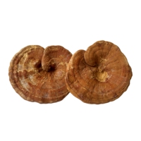 Champignons entiers séchés, champignons Reishi Ganoderma entiers