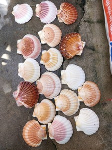 Coquillages en éclats très demandés pour la décoration artisanale et le remplissage de résine, pour la création de produits artisanaux et la décoration de surfaces, Vietnam - Product Image 2