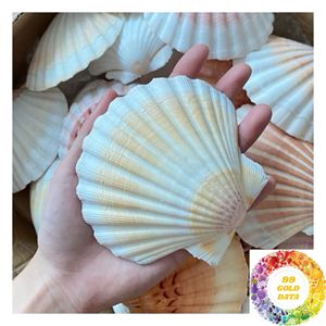 Coquilles Saint-Jacques Décoration Côtière Coquillages Naturels Blancs 3-5cm 8-13cm pour la Décoration de la Maison de Plage, de la Table, du Mur et de la Maison - Product Image 1