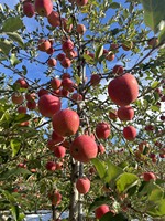 Qualité Fabuleuse Qualités Supérieures Pommes Japonaises Rouges Jaunes Texture Croustillante Vertes Fruits Frais Importateurs