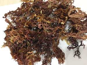 Exportation de Seamoss Cottonii du Vietnam pour le commerce mondial et les marchés étrangers - Product Image 3