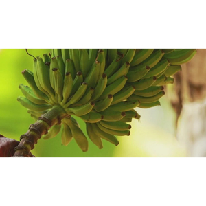 Plátano Cavendish Verde de Grado de Exportación, Cosecha Fresca Premium para Comercio Internacional y Suministro al Mercado Mayorista - Product Image 3