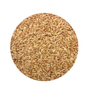 Granos de Trigo de Primera Calidad al por Mayor, Suministro a Granel, Listos para Enviar, Grado Alimenticio, Más Vendidos para Exportación - Product Image 2
