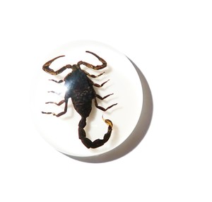 Scorpion noir, spécimen réel, cabochon en plastique rond 25x25 mm, fond plat blanc pour l'artisanat et la fabrication de bijoux - Product Image 4