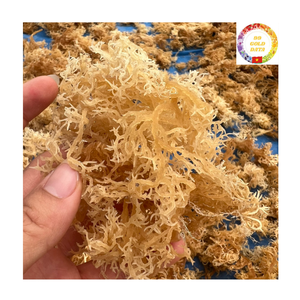 Mousse de mer séchée |   Qualité Océanique Fraîche |   Algues marines naturelles |   Vente en gros en vrac Vietnam - Product Image 5