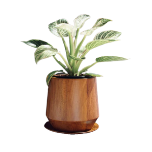 Jardinière artisanale en teck avec plateau de drainage pour plantes et fleurs de jardin, écologique, biodégradable, vente en gros du Vietnam - Product Image 1