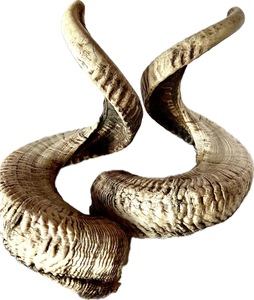 Paire de cornes de mouton géantes, grandes dimensions, cornes naturelles brutes pour la décoration et l'artisanat, haute qualité - Product Image 1