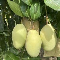 Vietnam Groothandel Darlac Farms IQF Diepvries Mango Gesneden Bulk Vacuüm Verpakt Private Label OEM Fruitleverancier HACCP/ISO