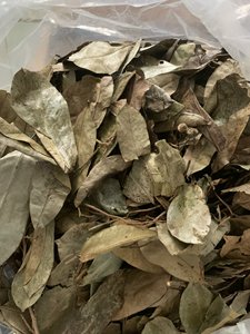 ผู้ผลิตใบเต้าร้อยปีกแห้งจากเวียดนาม ชาสมุนไพรธรรมชาติ ใบเต้าร้อยปีก ขายส่งจำนวนมาก โรงงานส่งออก - Product Image 3
