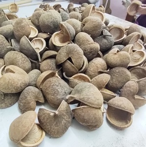 Décoration d'aquarium intérieure la plus vendue : Matériel végétal naturel brut, noix de Bouddha, fleurs séchées pour la décoration et les loisirs créatifs DIY - Product Image 6