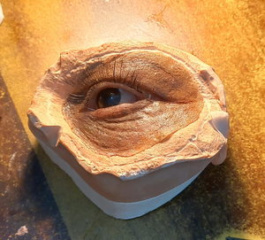 Exportadores de Prótesis de Silicona de Alta Calidad de la India como, por ejemplo, los ojos humanos - Product Image 1