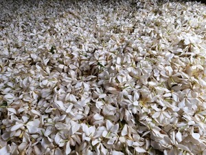 Extracto de semilla de pétalo de rosa de grado alimenticio Producto fluido supercrítico de CO2 de alta calidad Forma de cera natural - Product Image 5