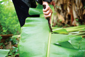 [VENTA EXITOSA] |   Hojas de Plátano Congeladas IQF a Granel, Grado A, Envasadas al Vacío, para Envolver Alimentos y Cocinar, para las Fiestas de Año Nuevo - Product Image 3