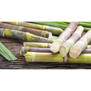 Caña de Azúcar Congelada Premium, Pelada y Cortada, en Barra, IQF, para Procesamiento de Jugos e Industria de Bebidas - Product Image 1